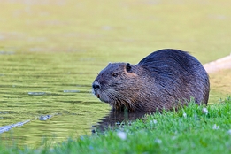 2012_06_09___Bisam___Rastatt___4618___100
