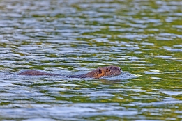 2012_06_09___Bisam___Rastatt___4649___100