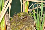 2015_09_25___Teichfrosch___Burg_Spreewald___9735