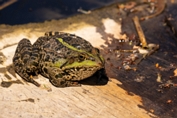 2020_06_01___FROSCH___RHEINAUE_HUEGELSHEIM___3041