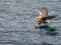 2009 06 01   Seeadler   Trollfjord Norwegen   0175