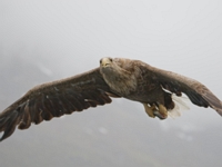 2009 06 01   Seeadler   Trollfjord Norwegen   0717