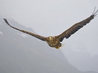 2009 06 01   Seeadler   Trollfjord Norwegen   0807