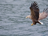 2009 06 01   Seeadler   Trollfjord Norwegen   0882