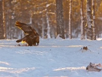 2010 01 08 Kalvtraesk Schweden HERO1102