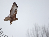 2010 02 14   Bussard   Haueneberstein   5744