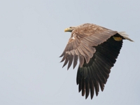 2016 05 31   Seeadler   Hjelle Norwegen   1813