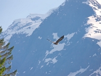 2016 05 31   Seeadler   Hjelle Norwegen   1887