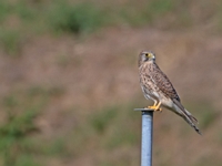 2023 10 23   TURMFALKE   KARTUNG   0013