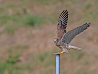 2023 10 23   TURMFALKE   KARTUNG   0016