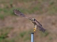 2023 10 23   TURMFALKE   KARTUNG   0017