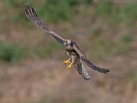 2023 10 23   TURMFALKE   KARTUNG   0019