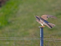 2023 10 23   TURMFALKE   KARTUNG   9923