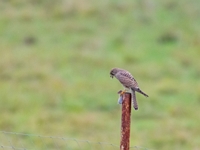 2023 10 28   TURMFALKE   KARTUNG   0279