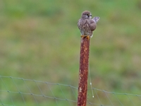 2023 10 28   TURMFALKE   KARTUNG   0479