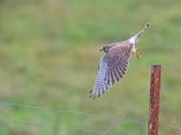 2023 10 28   TURMFALKE   KARTUNG   0482