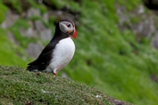 2012_07_08___Skellig_Island___6206