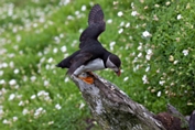 2012_07_08___Skellig_Island___6253