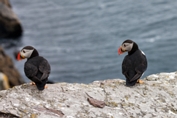 2012_07_08___Skellig_Island___6385