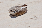 2011_07_11___Sandregenpfeifer___Algarve_Portugal___9374