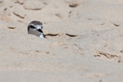 2011_07_11___Sandregenpfeifer___Algarve_Portugal___9413