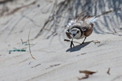 2011_07_11___Sandregenpfeifer___Algarve_Portugal___9436