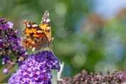 2008_07_13___Schmetterling___Ebersteinburg_Rundweg___0081___100