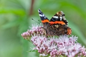 2009_07_25___Schmetterling___Michelbach___7502