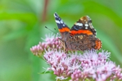 2009_07_25___Schmetterling___Michelbach___7502___100