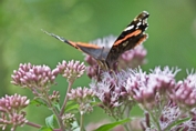 2009_07_25___Schmetterling___Michelbach___7506