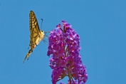 2009_08_09___Schmetterling___Fremersberg___300___100