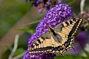 2009_08_09___Schmetterling___Fremersberg___8157