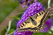2009_08_09___Schmetterling___Fremersberg___8157___100