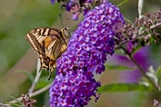 2009_08_09___Schmetterling___Fremersberg___8179