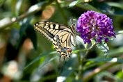 2009_08_09___Schmetterling___Fremersberg___8409