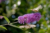 2009_08_09___Schmetterling___Fremersberg___8428