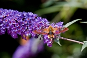 2009_08_09___Schmetterling___Fremersberg___8600_1