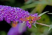 2009_08_09___Schmetterling___Fremersberg___8600___100