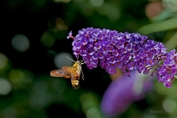 2009_08_09___Schmetterling___Fremersberg___8602_1