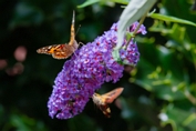 2009_08_09___Schmetterling___Fremersberg___8615___100