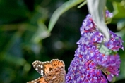 2009_08_09___Schmetterling___Fremersberg___8632_1