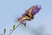 2009_08_09___Schmetterling___Fremersberg___981___100
