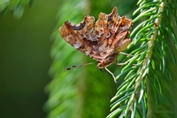 2013_07_07___Schmetterling___Grundstueck___0700