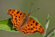 2013_07_07___Schmetterling___Grundstueck___0727