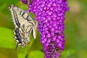 2013_07_07___Schmetterling___Grundstueck___0852___100