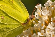 2020_07_12___SCHMETTERLING___GRUNDSTUECK___3432___100