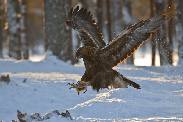 Steinadler